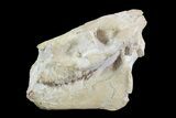 Oreodont (Merycoidodon) Skull - Wyoming #93752-7